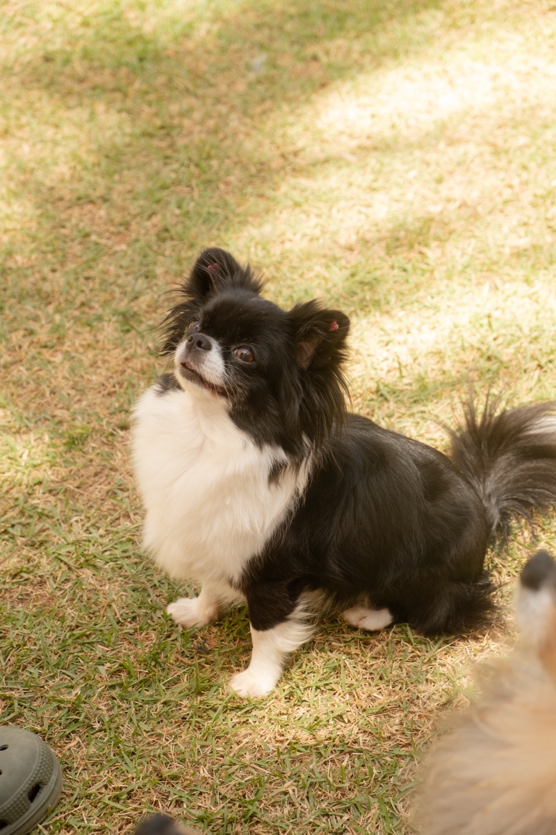 Cão descansando no Auteliê Garden