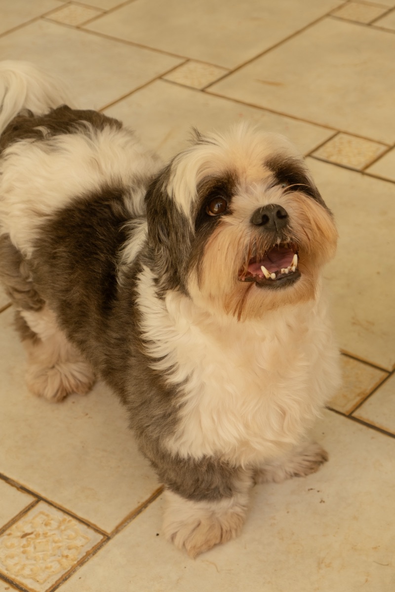 Cão no Auteliê Garden