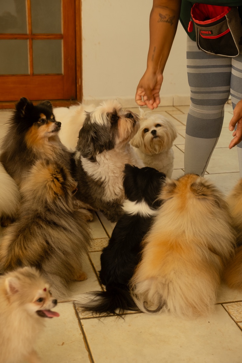 Cão brincando na creche Auteliê Garden