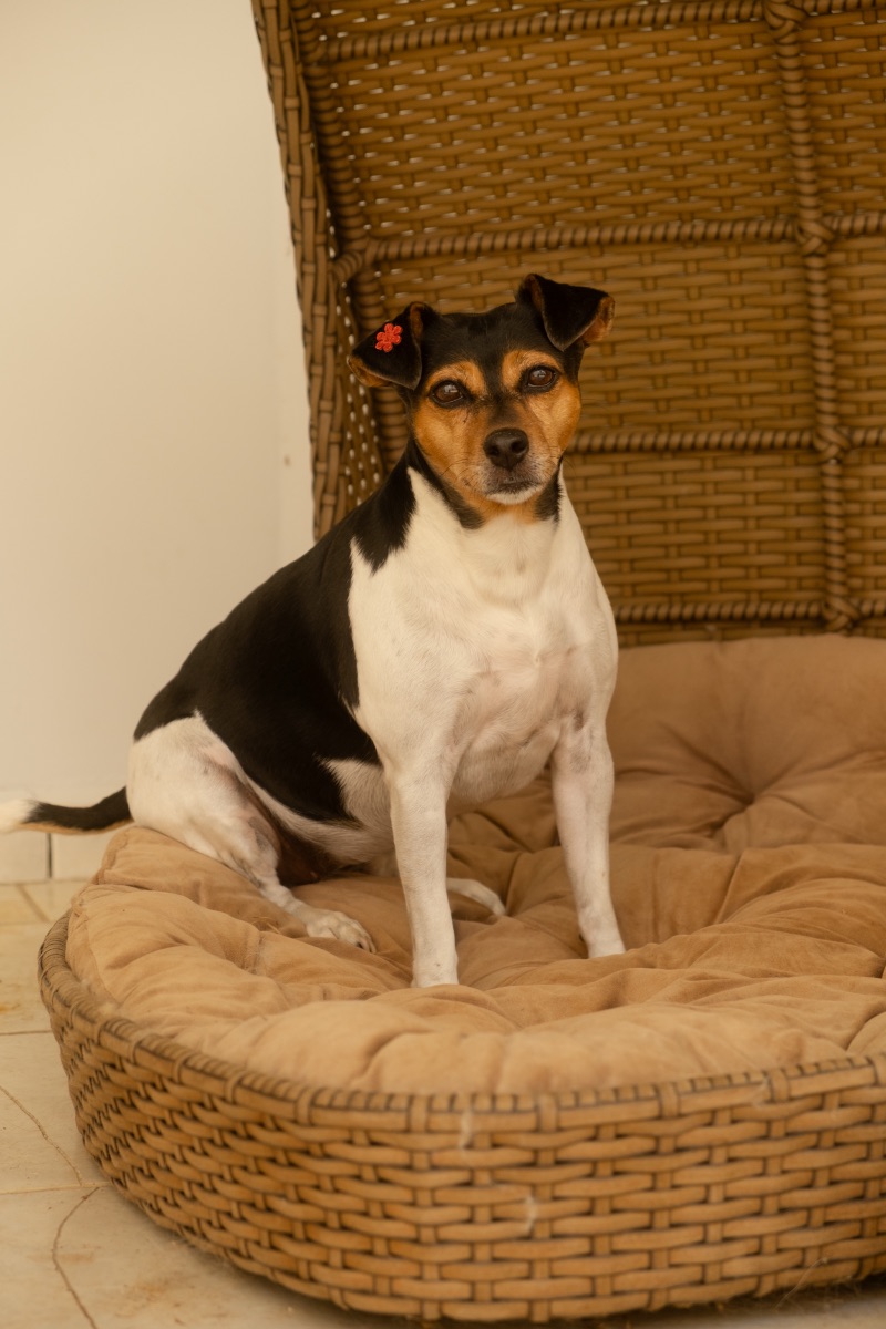 Cão hospedado no hotel Auteliê Garden
