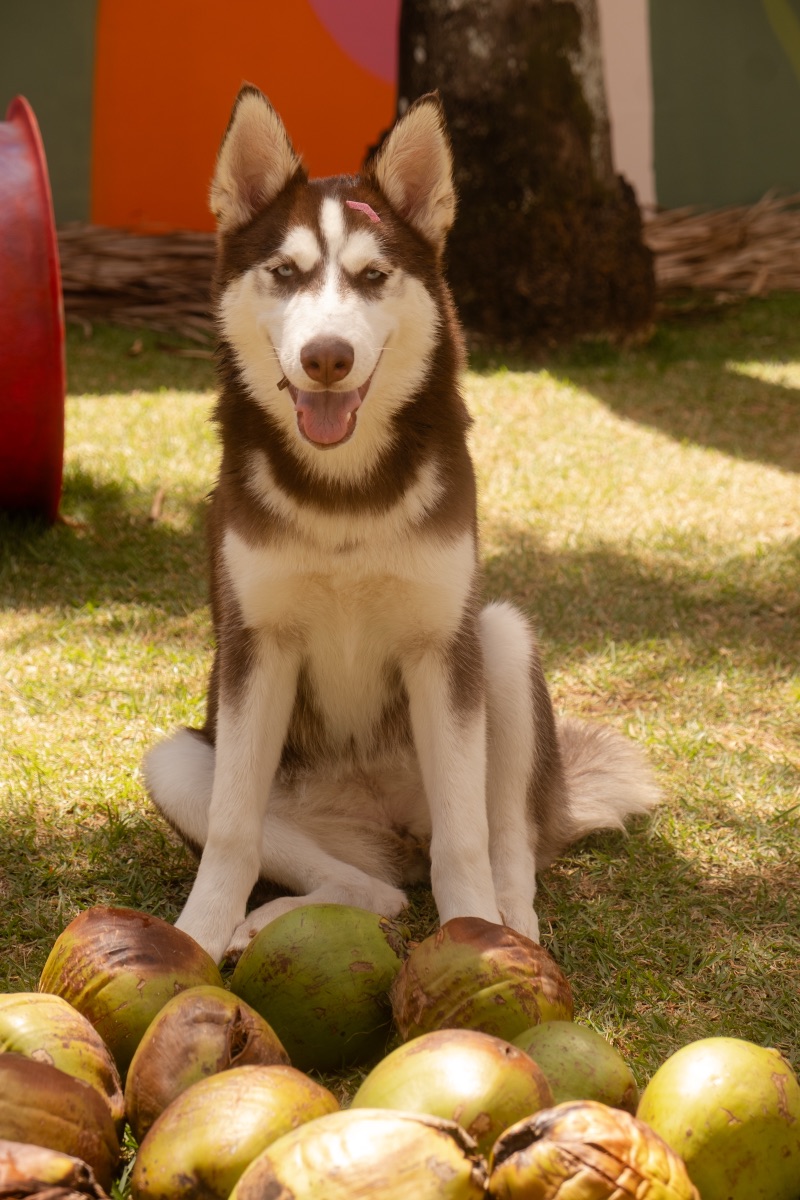 Cão no Auteliê Garden